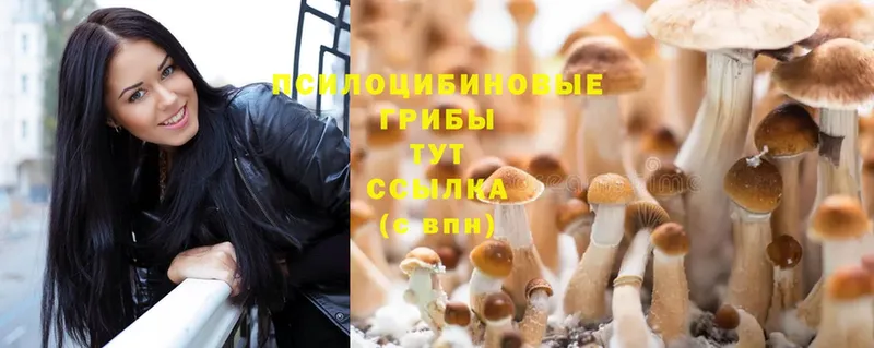 Галлюциногенные грибы Psilocybine cubensis  наркота  Катав-Ивановск 